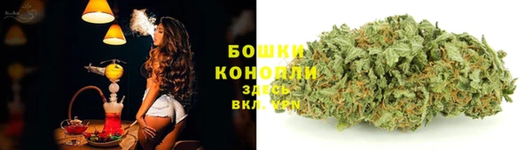 прущие грибы Наволоки