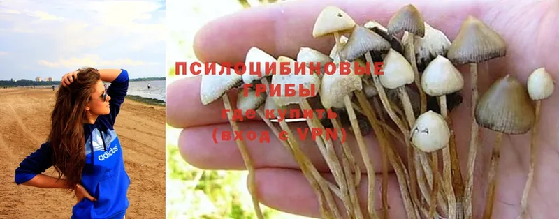 Галлюциногенные грибы Magic Shrooms  Карабаново 